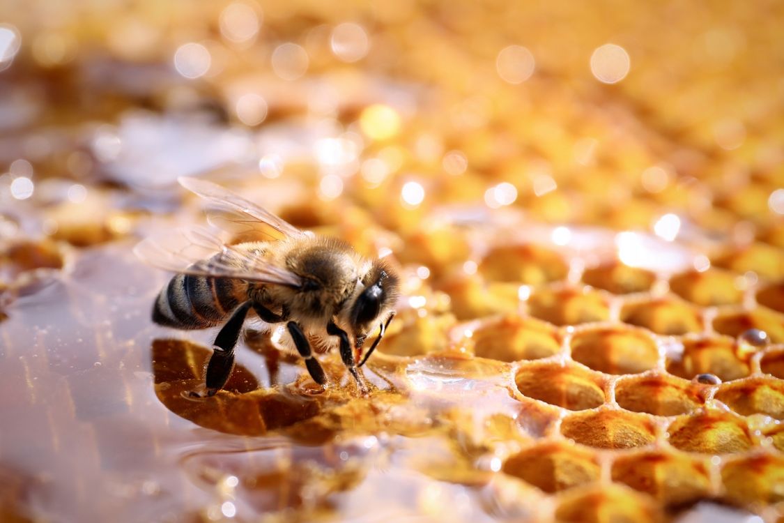 نکات بهداشتی که باید هنگام خرید عسل فله رعایت کنیم 1 honey